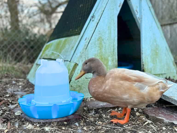 Ultimate Guide to Raising Pet Ducks Flock Party Manna Pro